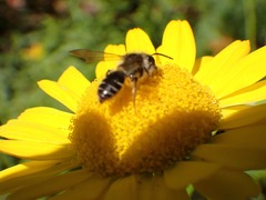Andrena denticulata