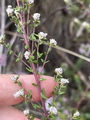 Phylica diffusa diffusa