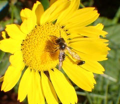 Andrena denticulata