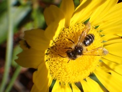 Andrena denticulata
