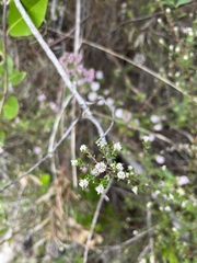 Phylica diffusa diffusa