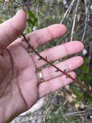 Phylica diffusa diffusa