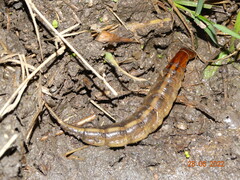 Megadytes