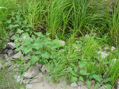 Xanthium orientale riparium