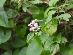 Cyrtocymura