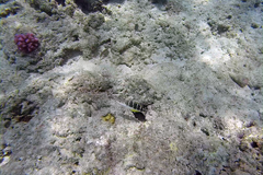 Thalassoma jansenii