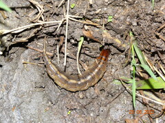 Megadytes
