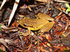 Scinax pachycrus