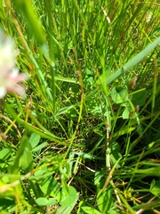 Trifolium hybridum