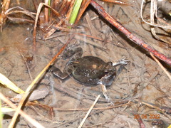 Physalaemus cuvieri