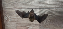 Vespertilio murinus