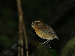 Conopophaga melanops