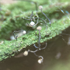 Chaenotheca gracilenta