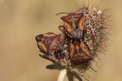 Carpocoris mediterraneus atlanticus