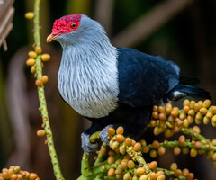 Alectroenas pulcherrimus