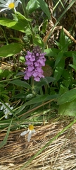 Stachys palustris