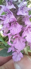 Stachys palustris
