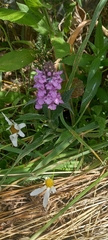 Stachys palustris