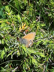 Coenonympha gardetta darwiniana