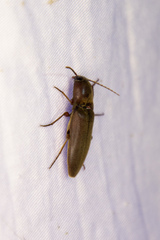 Diplostethus texanus