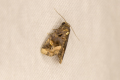 Homophoberia apicosa