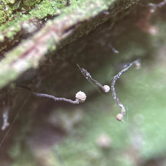 Chaenotheca gracilenta