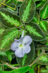 Episcia lilacina
