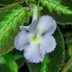 Episcia lilacina