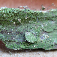 Chaenotheca gracilenta