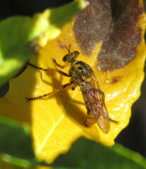 Callinicus pictitarsis