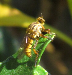 Callinicus pictitarsis