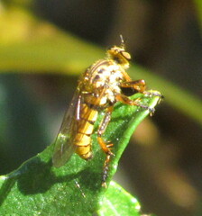 Callinicus pictitarsis