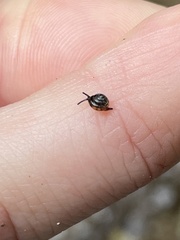 Ovachlamys fulgens