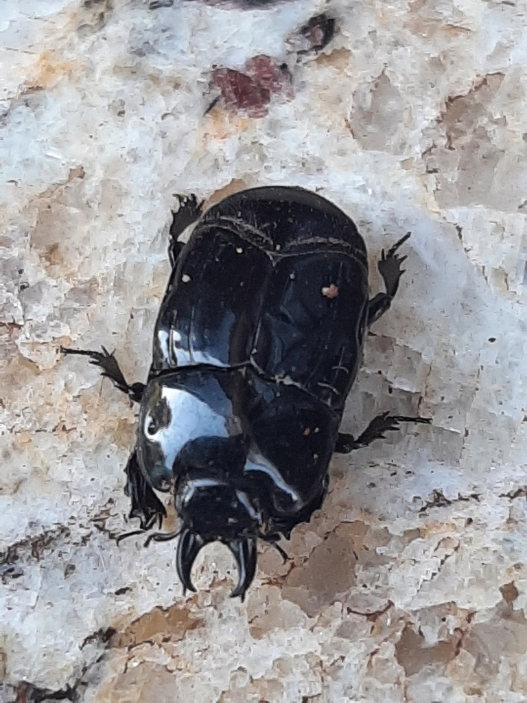 Hololepta reichii