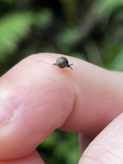 Ovachlamys fulgens