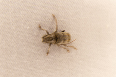 Ecyrus