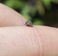 Ovachlamys fulgens