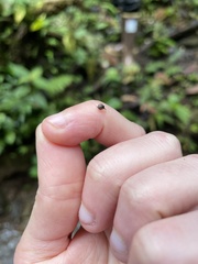 Ovachlamys fulgens
