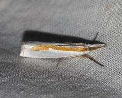 Crambus girardellus