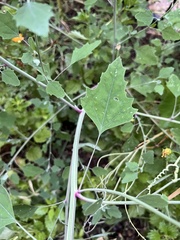 Chenopodium