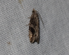 Proteoteras crescentana