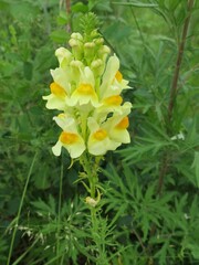 Linaria vulgaris