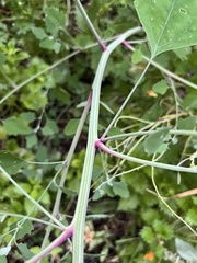 Chenopodium