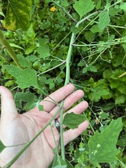Chenopodium