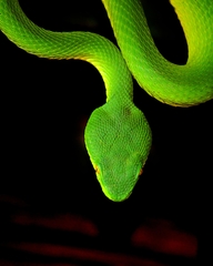 Trimeresurus erythrurus