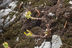 Dudleya cymosa crebrifolia