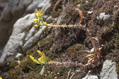 Dudleya cymosa crebrifolia