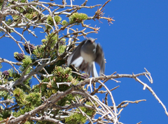 Junco