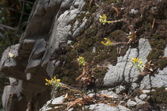 Dudleya cymosa crebrifolia