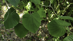 Clerodendrum speciosissimum
